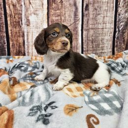 Newt - Piebald male Dachshund puppy in Malad City, Idaho from Mountain Sage Dachshunds