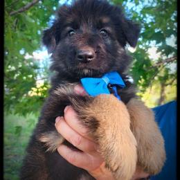 Blueberry - Black and tan male German Shepherd puppy in Fort Jennings, Ohio from Von Holtzapple German shepherds
