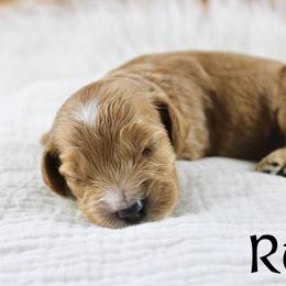 Rum - Apricot male Goldendoodle puppy in Casa Grande, Arizona from AzDoodle Dandies