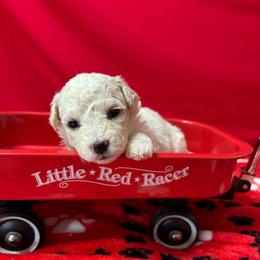 Baby - Red collar - White female Bichon Frise puppy in 63101 (St. Louis Metro Area), Missouri from BichonSTL