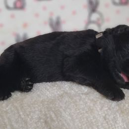 T'Challa - Black German Shepherd puppy in Warner Robins, Georgia from MaeBella Shepherd Kennels