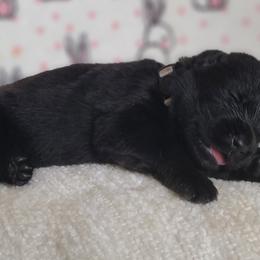 T'Challa - Black German Shepherd puppy in Warner Robins, Georgia from MaeBella Shepherd Kennels