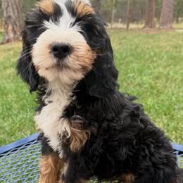 Birch (tan collar boy) - Tri-color male Bernedoodle puppy in Colorado Springs, Colorado from Mercy Mountain Bernedoodles