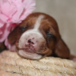 Girl 2 - Dachshund puppy from Murry’s minis