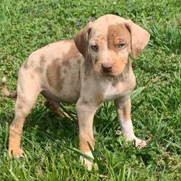 Male 3 - Red merle male Catahoula Leopard Dog puppy in Gadsden, Alabama from Rich Cat’s