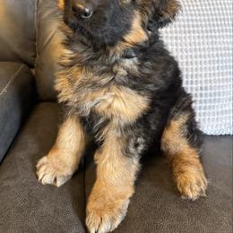 Female 1 - Black and red female German Shepherd puppy in Maryland from Grind Stone Breeding Kennels