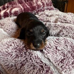 Summer - Black and tan female Dachshund puppy in Corbin, Kentucky from Doxie Dapples
