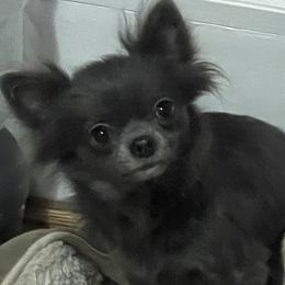 Fifi - Chihuahua