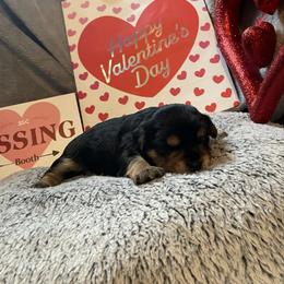 Leo - Black and tan male Yorkshire Terrier puppy in Taylorsville, North Carolina from Mountain Top Hot Tailz