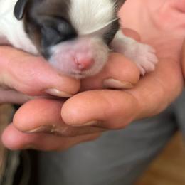 Boy 1 - Tricolor male Shih Tzu puppy in Clifton Springs, New York from Whispering Winds Charmed Hollow