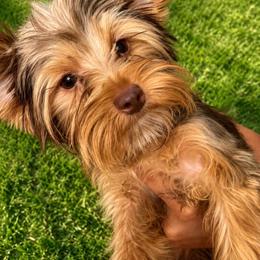 Chewy - Chocolate and tan male Yorkshire Terrier puppy in Orlando, Florida from Everyonelovesyorkies