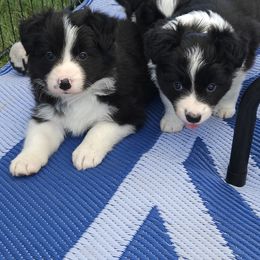 Border Collie Puppies from Royal Kennels Border Collies