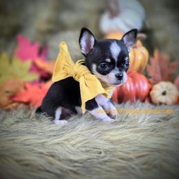 TINY Wave - Black and tan male Chihuahua puppy in Piqua, Kansas from Cute As A Cupcake Chihuahuas