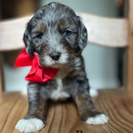 Porter - Bernedoodle puppy from Sweet Pea Bernedoodles