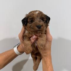 Boy 4 - Black male Whoodle puppy in Pima, Arizona from Schmidt's K9s