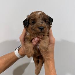Boy 4 - Black male Whoodle puppy in Pima, Arizona from Schmidt's K9s