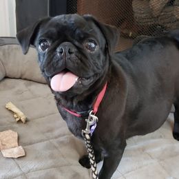 Pugs and Siberian Huskies from Happy Pugs & Huskies