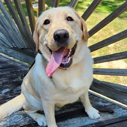 Knox - Labrador Retriever