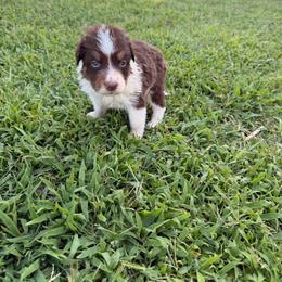 Doc - Tri-color male Border Collie puppy in Granbury, Texas from Rocking H Border Collies