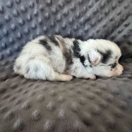 Poncho - Blue merle and white male American Corgi puppy in Paradise, Texas from Bar S Corgis