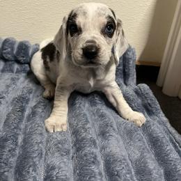 Frost - Black tan and bluetick male Beagle puppy in Jasper, Texas from Beech Grove Beagles