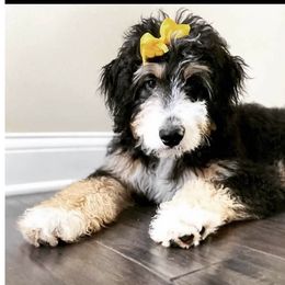 Maggie - Bernese Mountain Dog