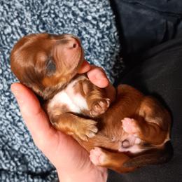 Dachshund Puppies from TNT MINI DACHSHUNDS