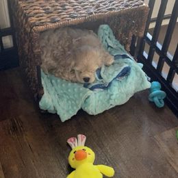 Cocker Spaniel Puppies from Gates Cocker Spaniels