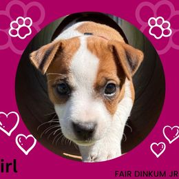 Burgundy collar - Tri-color Jack Russell Terrier puppy in Santa Clarita, California from Fair Dinkum Jack Russell Terriers