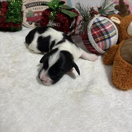 Oreo - Piebald male Dachshund puppy in Pleasant Plains, Arkansas from JGBs Dachshunds