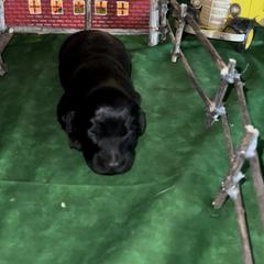 Dachshund Puppies from BellBottoms Dachshunds