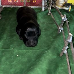 Dachshund Puppies from BellBottoms Dachshunds