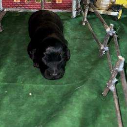 Dachshund Puppies from BellBottoms Dachshunds