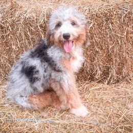 Girl 1 - Tri-color female Bernedoodle puppy in Montrose, Michigan from Livy’s Doodles