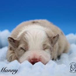 Manny - Red merle male Miniature Australian Shepherd puppy in Weeki Wachee, Florida from Arlington's Mini Aussies