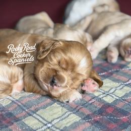 Puddin' - Buff male Cocker Spaniel puppy in Nashville, Arkansas from Rocky Road Puppies