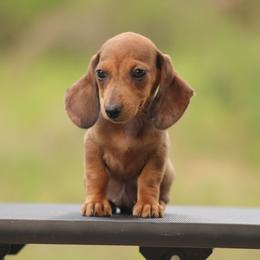 Ophelia - Dapple female Dachshund puppy in Okeechobee, Florida from Far Far Away Dachshunds