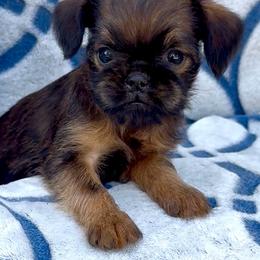 Lana  Red Rough 5000 - Red female Brussels Griffon puppy in Litchfield Park, Arizona from Melody Lane Brussels Griffons