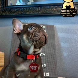 Pollito - Tricolors male French Bulldog puppy in Fort Worth, Texas from North Side Frenchies Texas