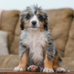 Jordan (Trained Puppy) - Merle male Bernedoodle puppy in Dundee, Ohio from Down Home Doodle
