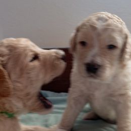 Poodle Puppies from Southwest Standards