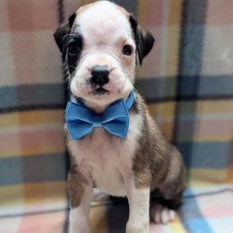 Zero - Fawn male Boxer puppy in Mountain Home, Idaho from LJK Boxers & Toy Aussies