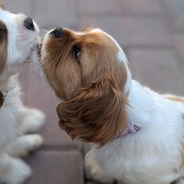 Cavalier King Charles Spaniel, Cavapoo, Companion Cross, and Pomeranian Puppies from MirVit Happy Tails Puppies