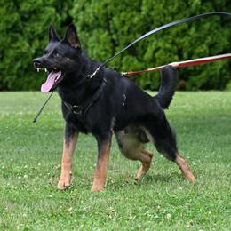 Ace - German Shepherd