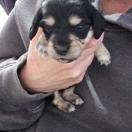 Black and Cream female white paws - Black and cream female Dachshund puppy in Fulton, Missouri from New Hope Dachshund Puppies