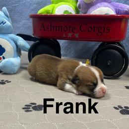 Frank - Red male Pembroke Welsh Corgi puppy in Apison, Tennessee from Ashmore Corgis