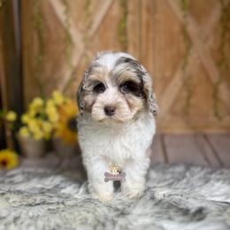 Mason - Merle female Schnoodle puppy in Macks Creek, Missouri from Fluffy Buttz