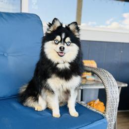 Gaston - Pomsky