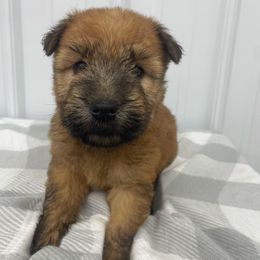 Dalton - Wheaten male Soft Coated Wheaten Terrier puppy in Nokomis, Illinois from Windhill Wheatens