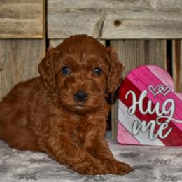 Adora - Red  female Goldendoodle puppy in Macedon, New York from Toodles Goldendoodles